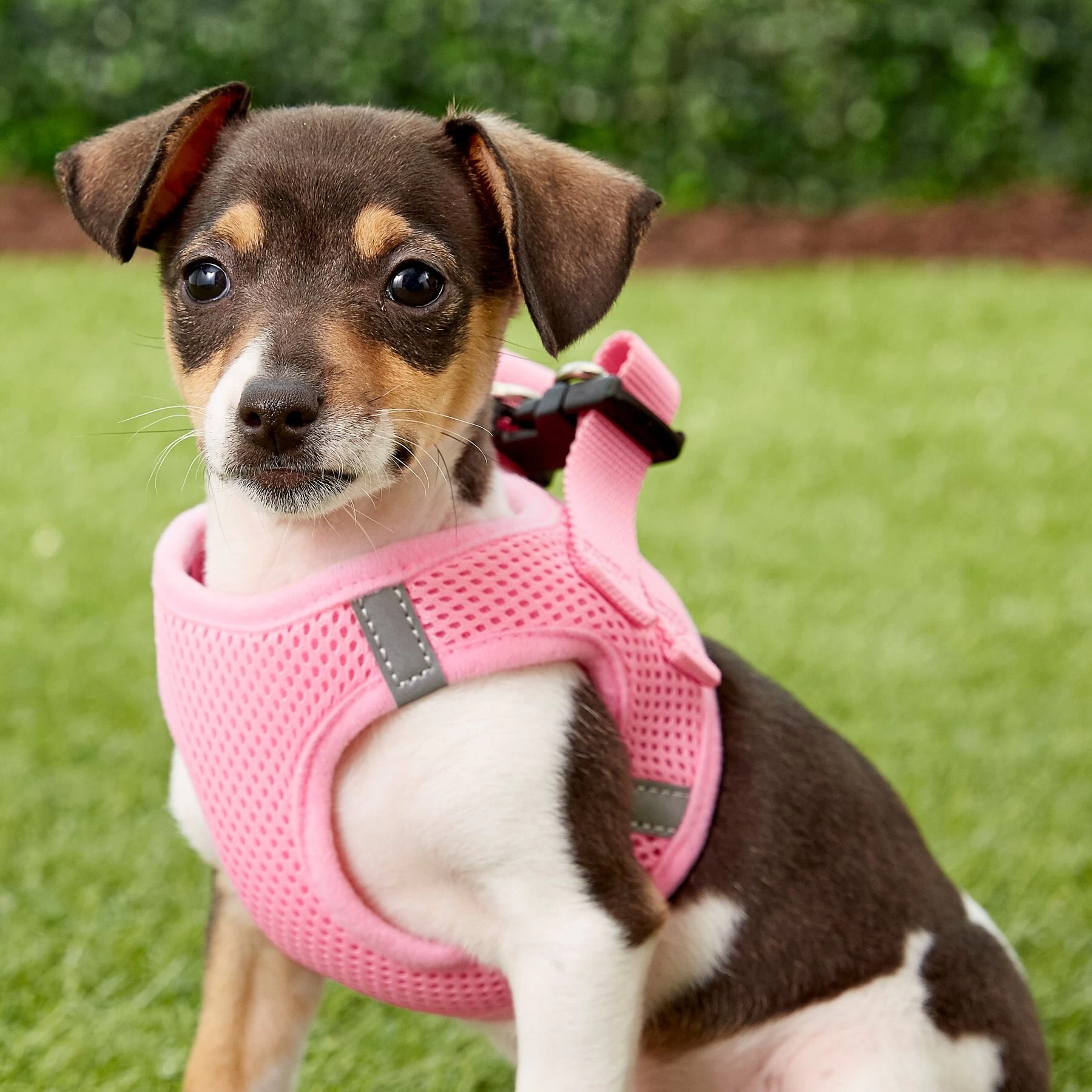 Frisco Small Breed Soft Vest Step In Back Clip Dog Harness 2 Frisco Small Breed Soft Vest Step In Back Clip Dog Harness - Image 2