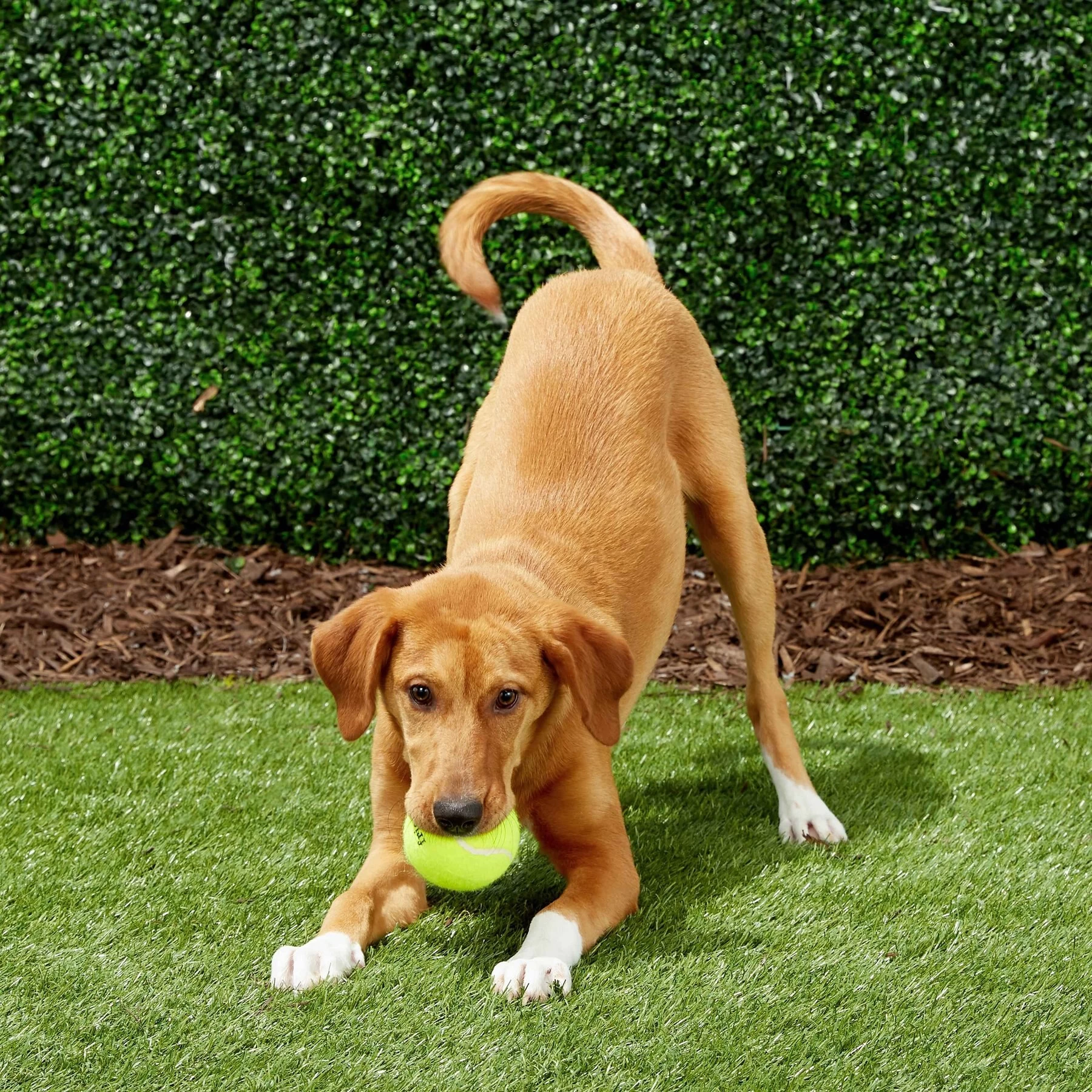 Frisco Fetch Squeaky Tennis Ball Dog Toy 6 Frisco Fetch Squeaky Tennis Ball Dog Toy - Image 6