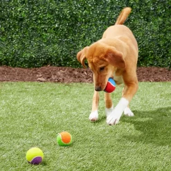 Frisco Fetch Squeaking Colorful Tennis Ball Dog Toy -Frisco Shop 152846 PT6. AC SS1800 V1691776651