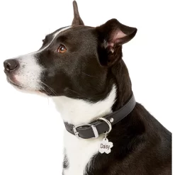 Frisco Stainless Steel Personalized Dog & Cat ID Tag, Flower -Frisco Shop 153002 PT5. AC SS1800 V1540562264