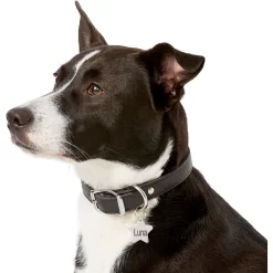 Frisco Stainless Steel Personalized Dog & Cat ID Tag, Star -Frisco Shop 153017 PT5. AC SS1800 V1540562610