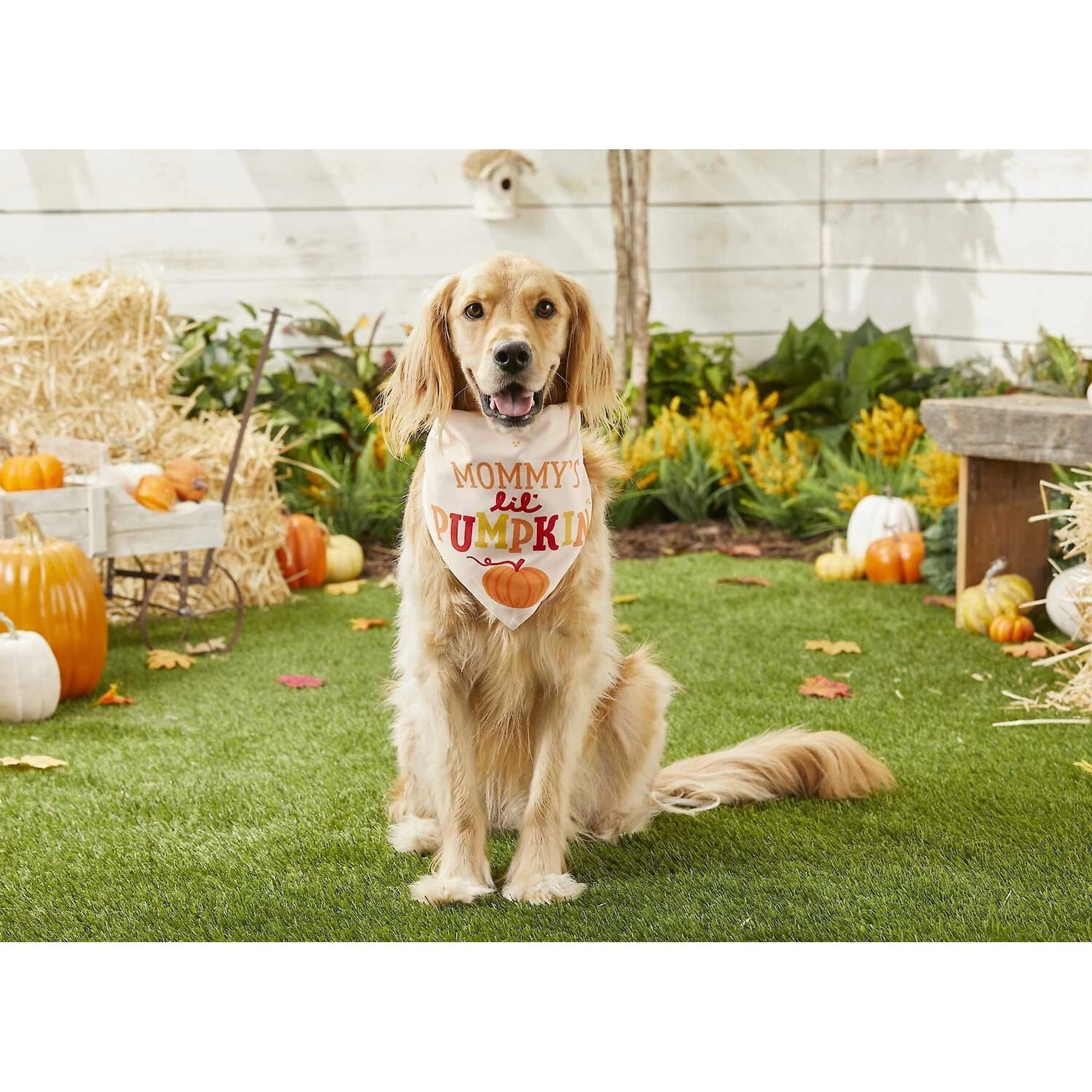 Frisco Mommy's Lil Pumpkin Dog & Cat Bandana 5 Frisco Mommy's Lil Pumpkin Dog & Cat Bandana - Image 5