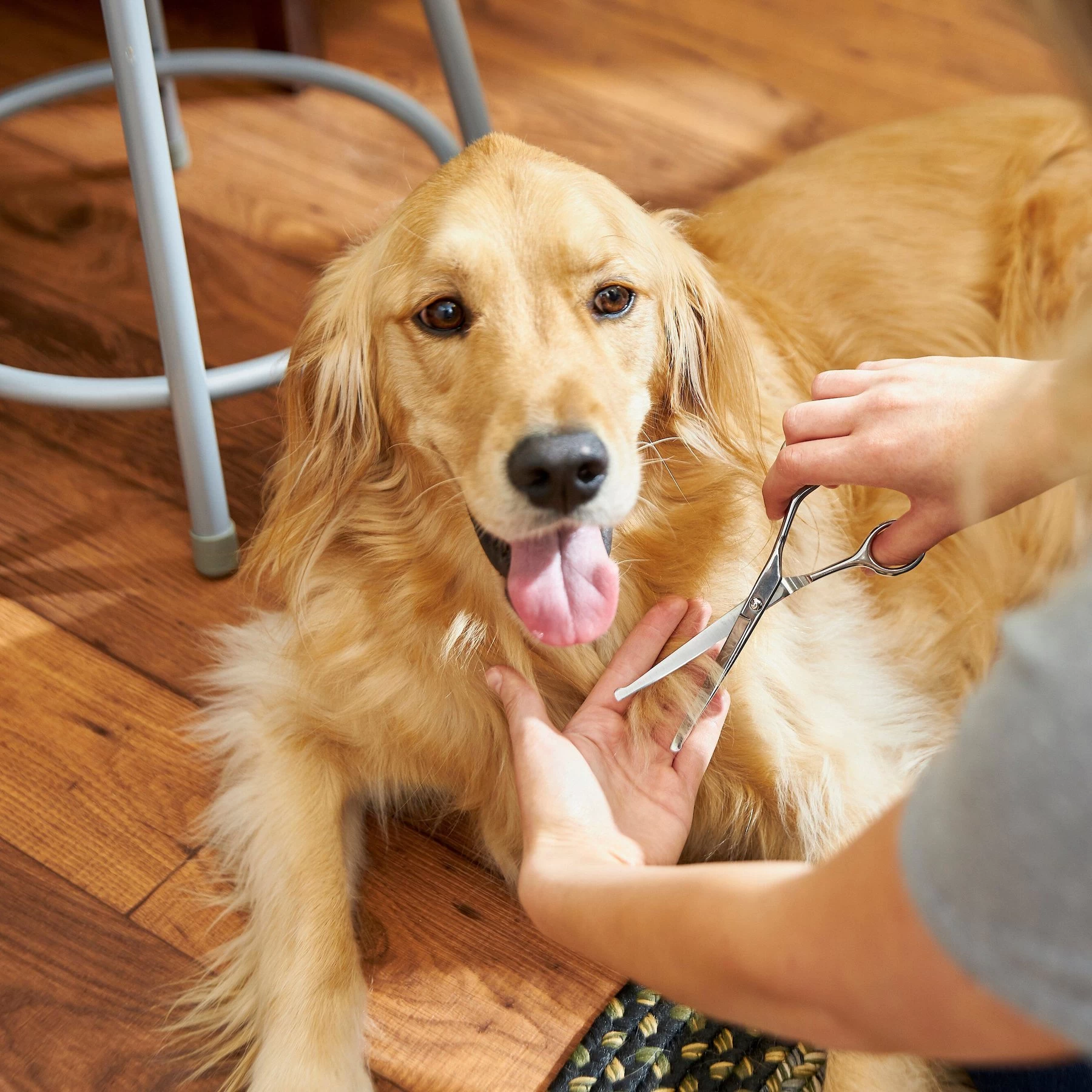 Frisco Curved-Tip Dog & Cat Shears 4 Frisco Curved-Tip Dog & Cat Shears - Image 4