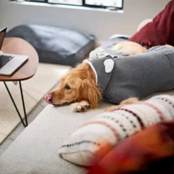 Frisco Bear Hooded Dog & Cat Sweater -Frisco Shop 223786 PT7. AC SS1800 V1599566227