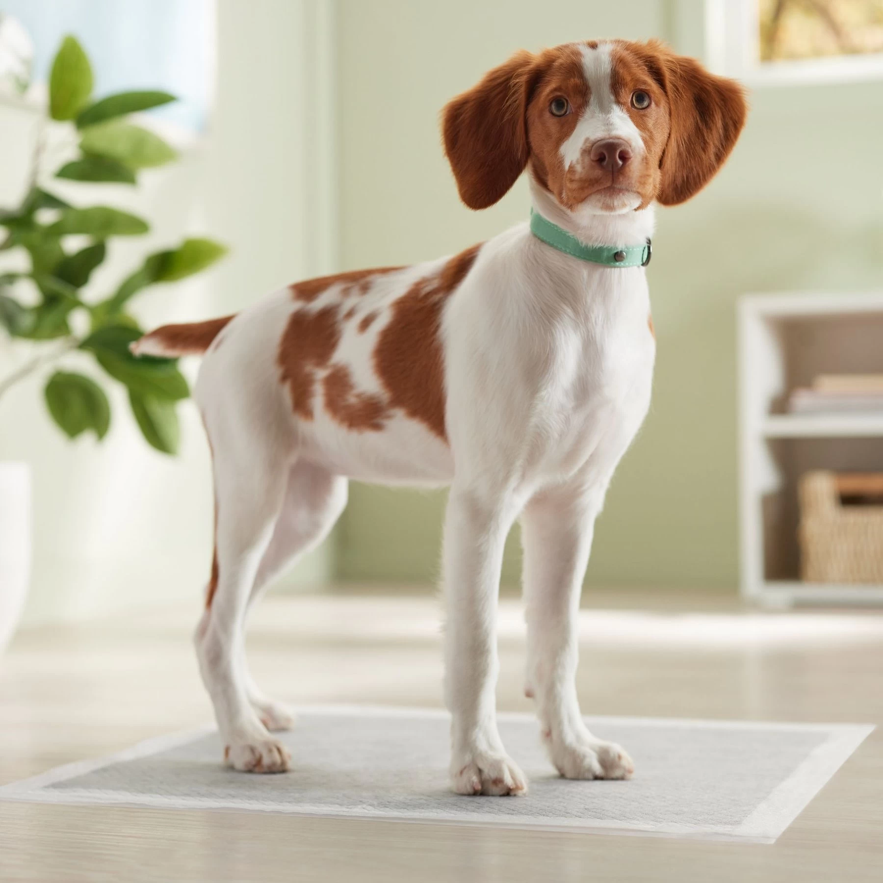 Frisco Charcoal Dog Training & Potty Pads 7 Frisco Charcoal Dog Training & Potty Pads - Image 7