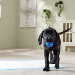 Frisco Premium Extra Large Printed Dog Training & Potty Pads -Frisco Shop 227468 PT6. AC SS1800 V1674666681