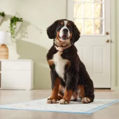Frisco Premium Giant Printed Dog Training & Potty Pads, 27.5 X 44-in, Unscented 15 Frisco Premium Giant Printed Dog Training & Potty Pads, 27.5 X 44-in, Unscented -Frisco Shop 227472 PT6. AC SS1800 V1674663313