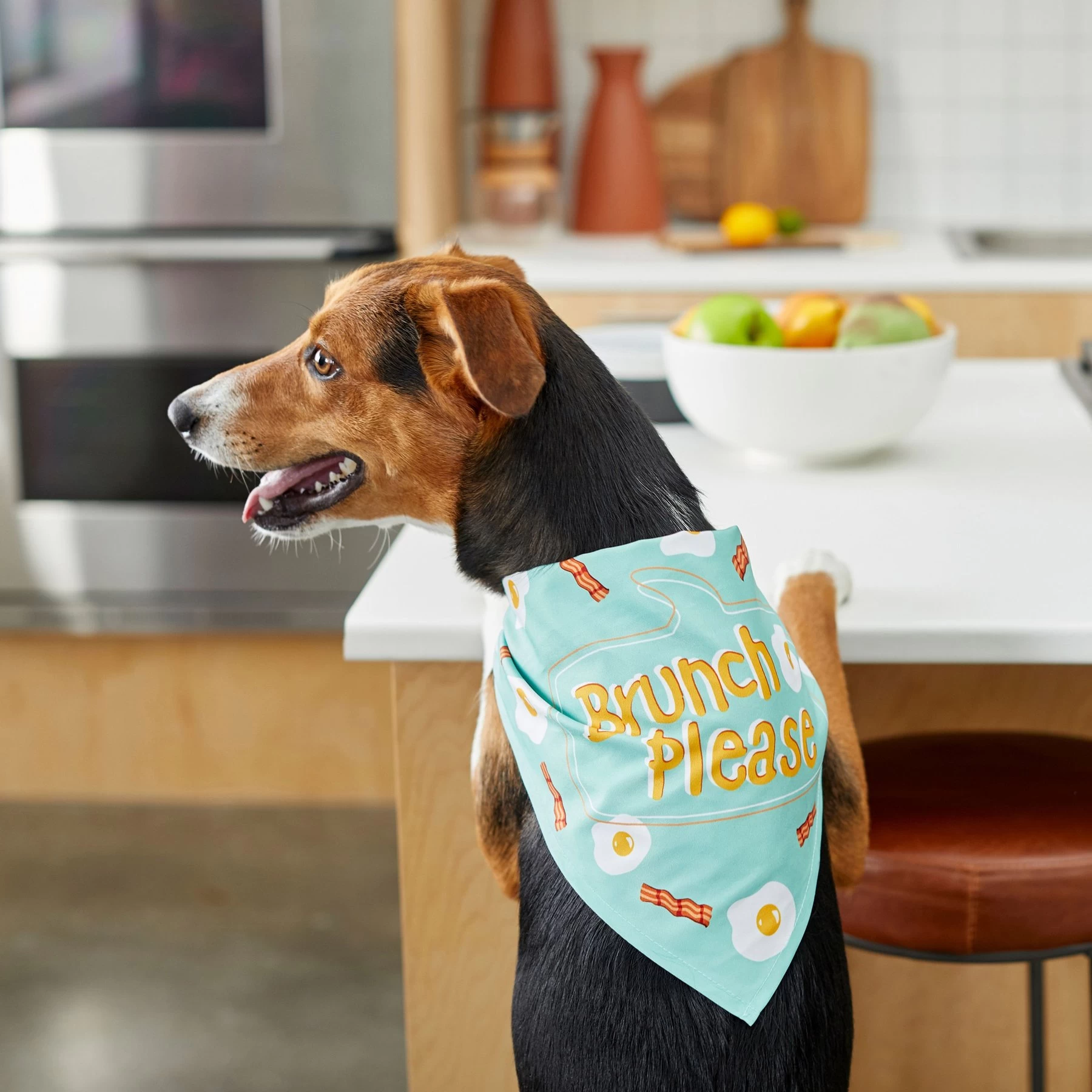 Frisco Brunch Please Dog & Cat Bandana 6 Frisco Brunch Please Dog & Cat Bandana - Image 6