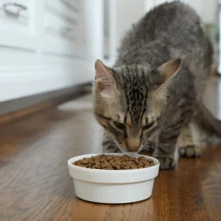 Frisco Gold Trim Melamine Dog & Cat Bowl 11 Frisco Gold Trim Melamine Dog & Cat Bowl -Frisco Shop 253062 PT2. AC SS1800 V1616595766