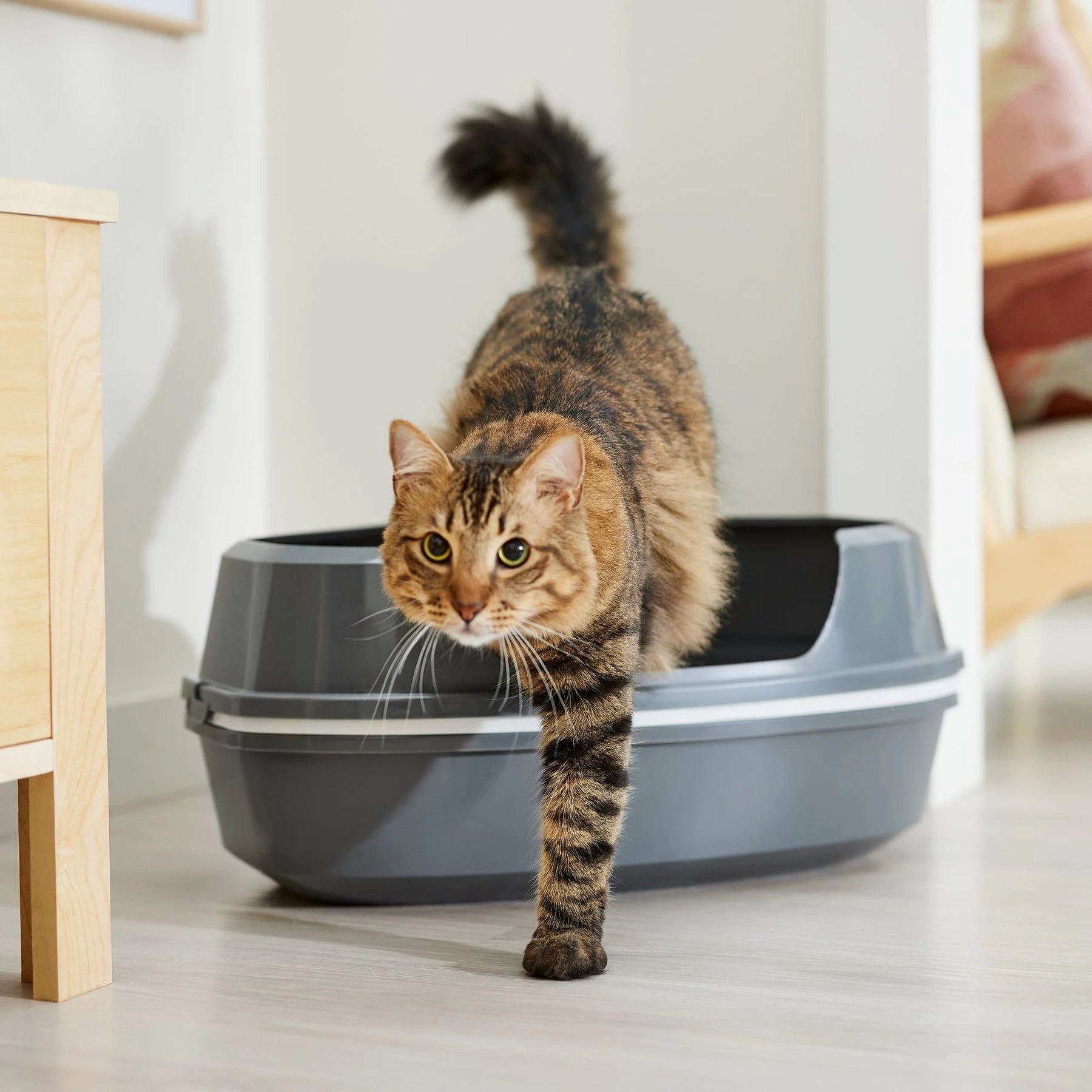 Frisco Corner Sifting Cat Litter Box With Rim 1 Frisco Corner Sifting Cat Litter Box With Rim