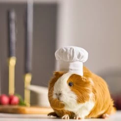 Frisco Chef Guinea Pig Costume Hat, One Size -Frisco Shop 265887 PT8. AC SS1800 V1624307877