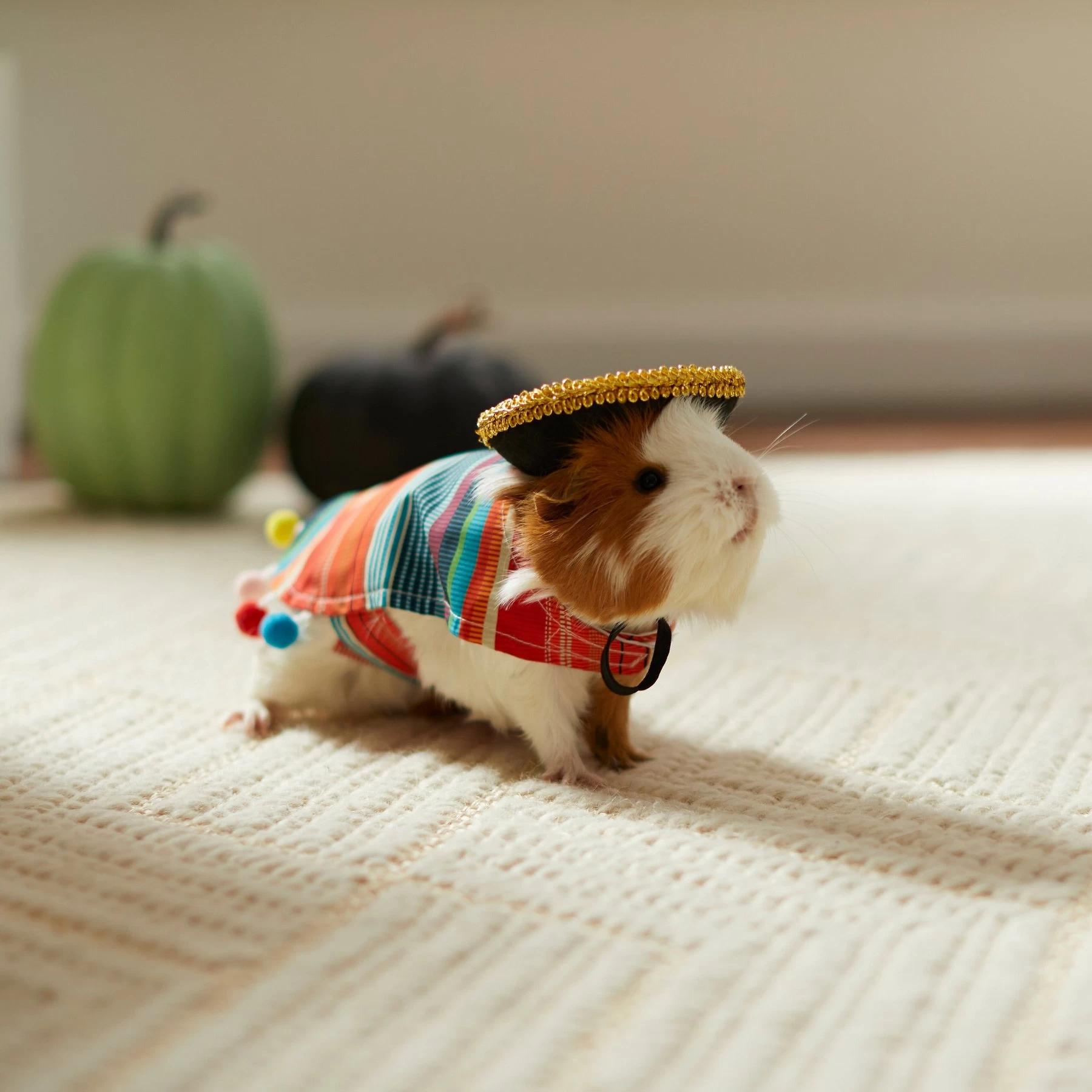 Frisco Serape Guinea Pig Costume, One Size 6 Frisco Serape Guinea Pig Costume, One Size - Image 6