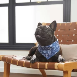 Frisco Fall Vibes Dog & Cat Bandana -Frisco Shop 267913 PT5. AC SS1800 V1637722289