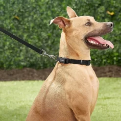 Frisco Solid Nylon Personalized Dog Leash 9 Frisco Solid Nylon Personalized Dog Leash -Frisco Shop 270716 PT6. AC SS1800 V1628029678