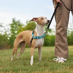 Frisco Padded Reflective No Pull Harness -Frisco Shop 277892 PT4. AC SS1800 V1629816716