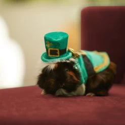Frisco Guinea Pig St. Patrick's Day Costume -Frisco Shop 292196 PT8. AC SS1800 V1639597343