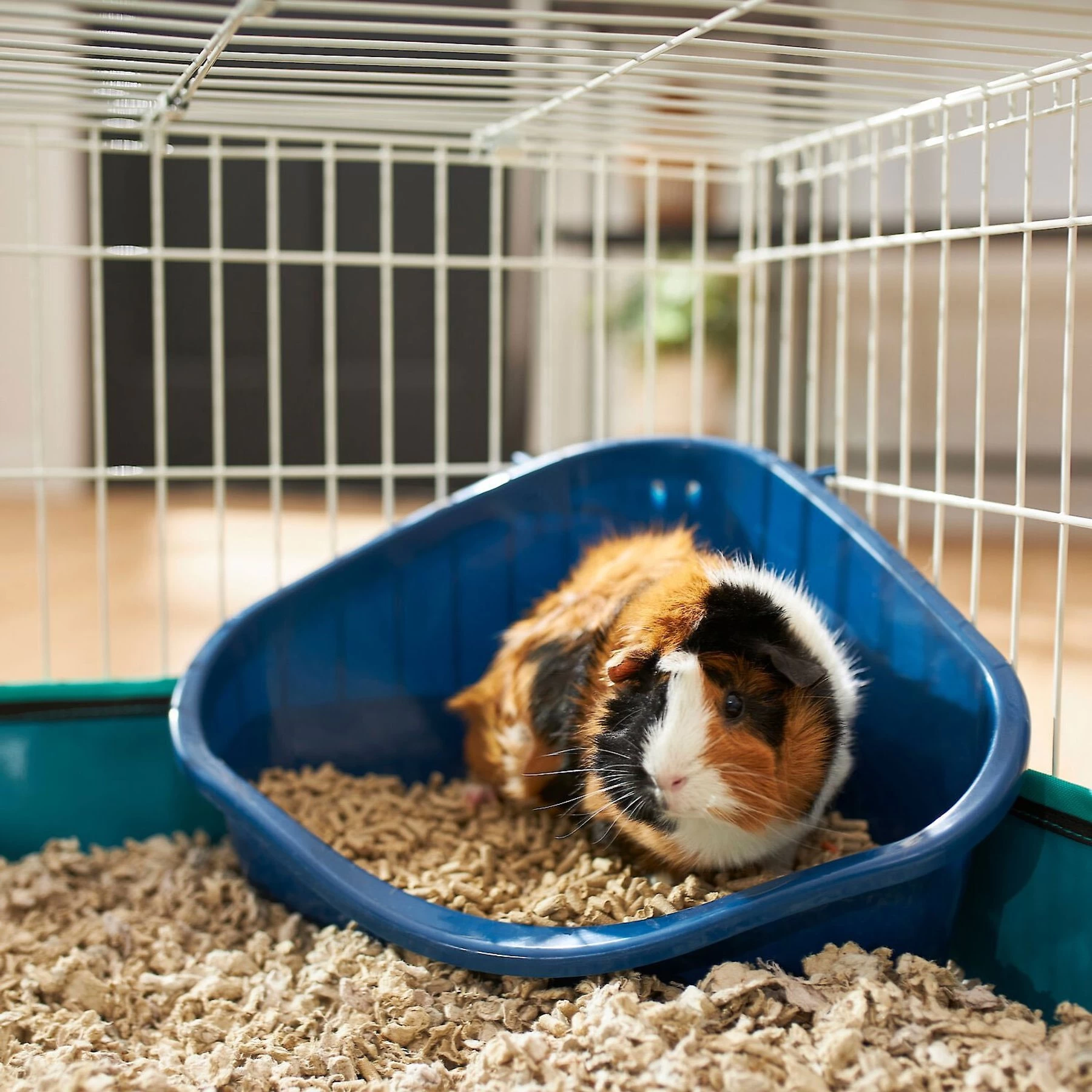 Frisco Corner Small Pet Litter Box & Frisco Small Pet Paper Bedding 4 Frisco Corner Small Pet Litter Box & Frisco Small Pet Paper Bedding - Image 4