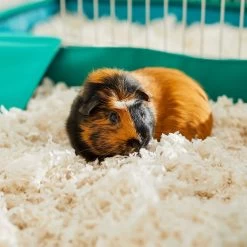 Frisco Corner Small Pet Litter Box & Frisco Small Pet Paper Bedding 17 Frisco Corner Small Pet Litter Box & Frisco Small Pet Paper Bedding -Frisco Shop 301918 PT8. AC SS1800 V1644966090