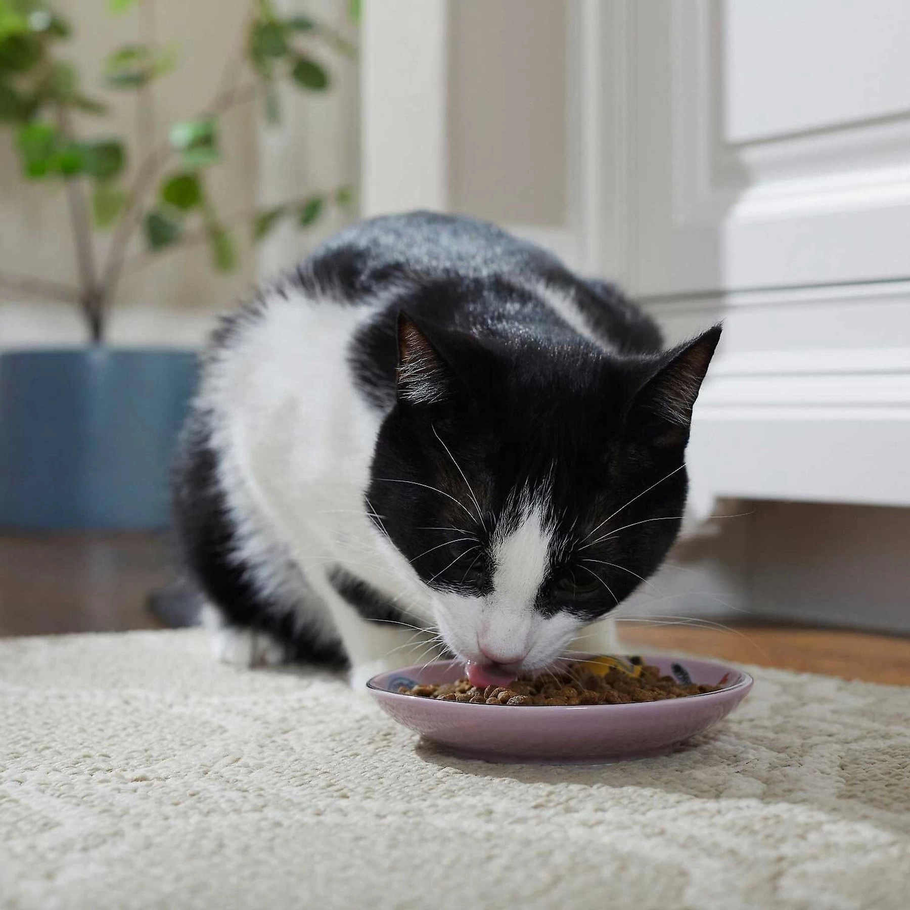 Frisco Paris Non-skid Ceramic Cat Dish & Frisco Paris Non-skid Ceramic Cat Dish 5 Frisco Paris Non-skid Ceramic Cat Dish & Frisco Paris Non-skid Ceramic Cat Dish - Image 5