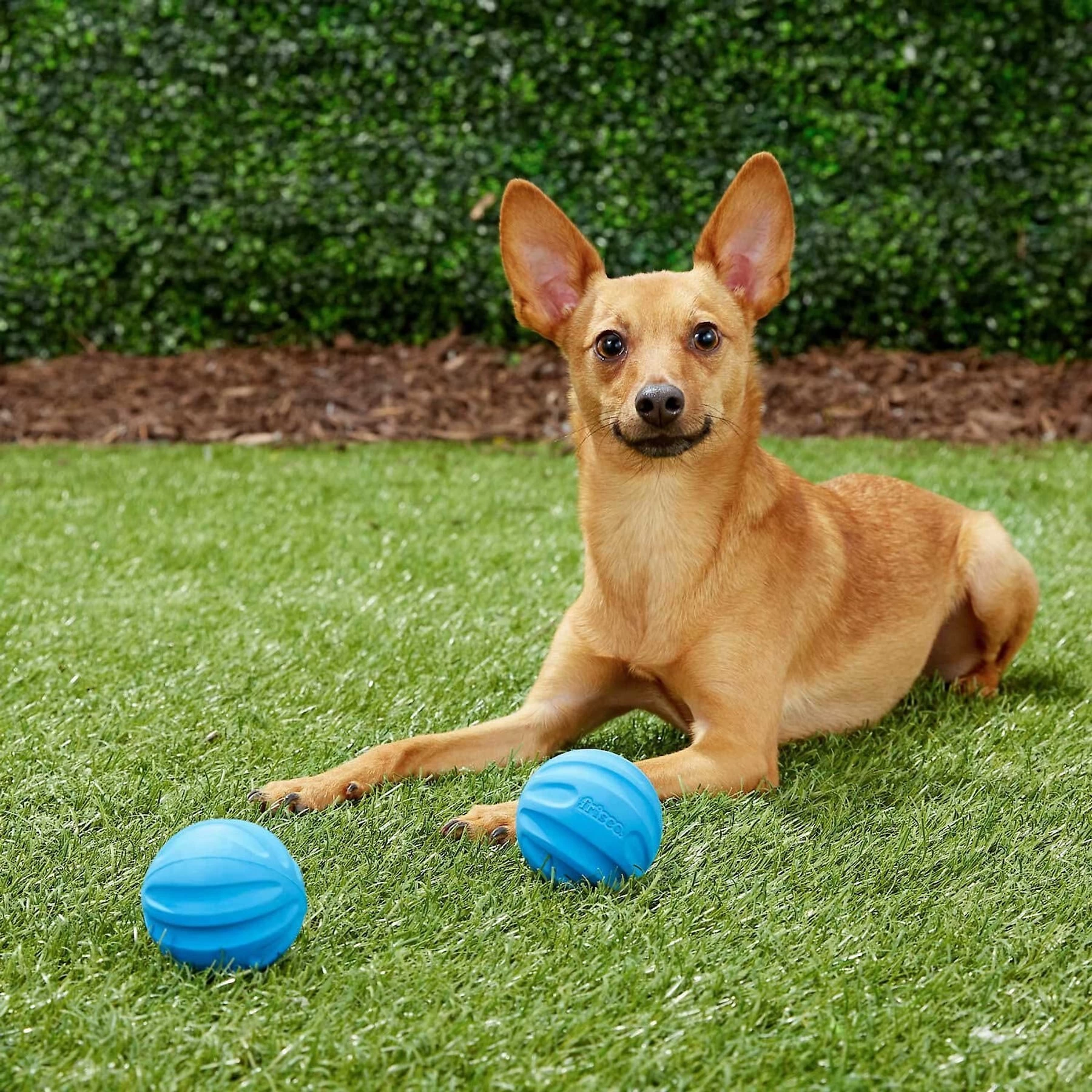 Frisco Neoprene Dog Life Jacket & Frisco Foam Rubber Floating Fetch Ball No Squeak Dog Toy 8 Frisco Neoprene Dog Life Jacket & Frisco Foam Rubber Floating Fetch Ball No Squeak Dog Toy - Image 8