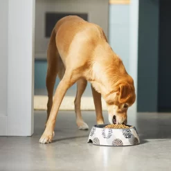 Frisco Animal Design Stainless Steel Dog & Cat Bowl 10 Frisco Animal Design Stainless Steel Dog & Cat Bowl -Frisco Shop 311960 PT2. AC SS1800 V1642542990