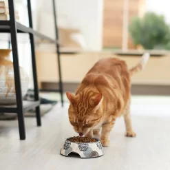Frisco Animal Design Stainless Steel Dog & Cat Bowl 11 Frisco Animal Design Stainless Steel Dog & Cat Bowl -Frisco Shop 311960 PT3. AC SS1800 V1642542415