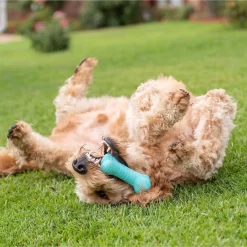 Frisco Fetch Squeaking Colorful Tennis Ball Dog Toy & Playology Scented Dual Layer Bone Dog Toy 15 Frisco Fetch Squeaking Colorful Tennis Ball Dog Toy & Playology Scented Dual Layer Bone Dog Toy -Frisco Shop 319022 PT6. AC SS1800 V1630561003