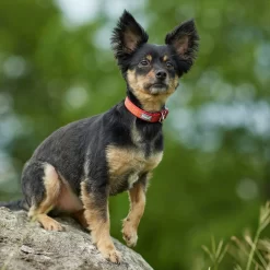 Frisco Outdoor Comfort Print Nylon Padded Dog Collar & Frisco Outdoor Ultra Reflective Rope Leash With Padded Handle -Frisco Shop 319066 PT4. AC SS1800 V1631158882