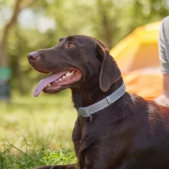 Frisco Outdoor Ultra Reflective Nylon Dog Collar & Frisco Outdoor Ultra Reflective Rope Leash With Padded Handle -Frisco Shop 319102 PT4. AC SS1800 V1631157394