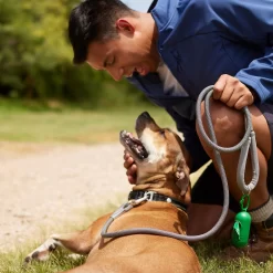 Frisco Outdoor Ultra Reflective Nylon Dog Collar & Frisco Outdoor Ultra Reflective Rope Leash With Padded Handle -Frisco Shop 319102 PT8. AC SS1800 V1631138801