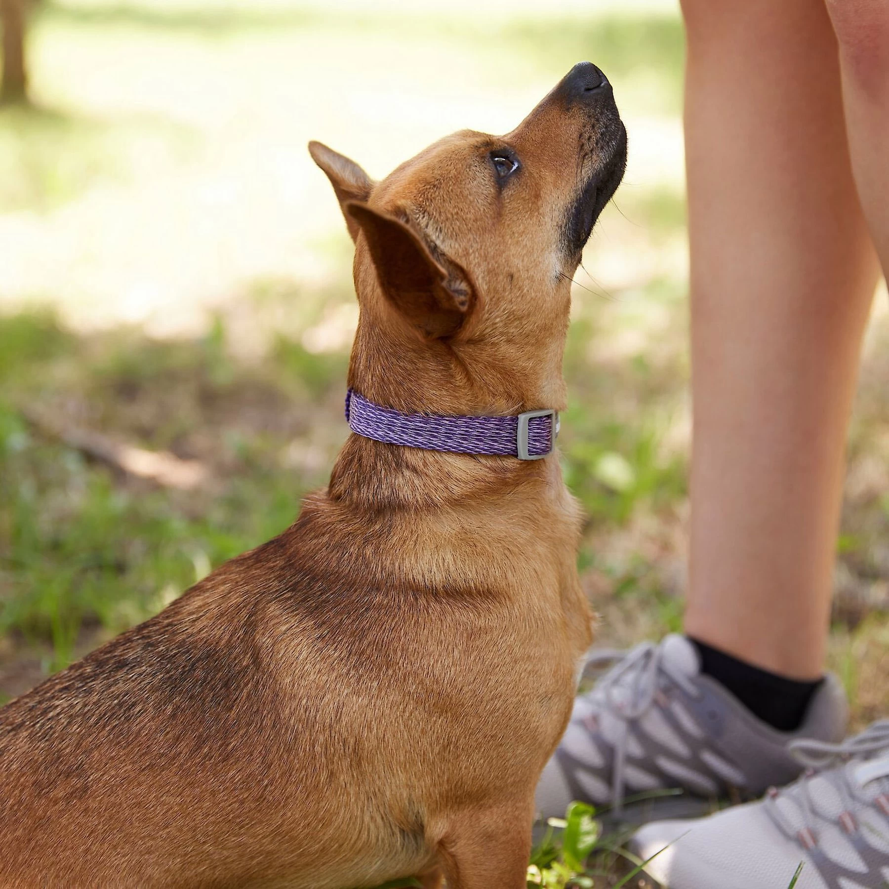 Frisco Outdoor Lightweight Ripstop Nylon Dog Harness & Frisco Outdoor Heathered Nylon Collar 9 Frisco Outdoor Lightweight Ripstop Nylon Dog Harness & Frisco Outdoor Heathered Nylon Collar - Image 9