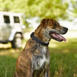 Frisco Outdoor Premium Ripstop Nylon Dog Harness With Pocket & Frisco Outdoor Nylon Reflective Comfort Padded Dog Collar 17 Frisco Outdoor Premium Ripstop Nylon Dog Harness With Pocket & Frisco Outdoor Nylon Reflective Comfort Padded Dog Collar -Frisco Shop 319304 PT8. AC SS1800 V1631147478