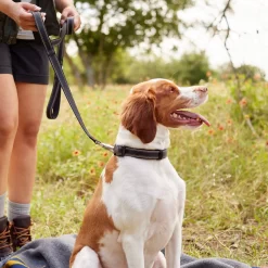 Frisco Outdoor Premium Ripstop Nylon Dog Harness With Pocket & Frisco Outdoor Nylon Reflective Comfort Padded Dog Leash -Frisco Shop 319306 PT8. AC SS1800 V1631161603