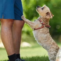 Frisco Outdoor Two Toned Waterproof Stink Proof PVC Dog Leash & Frisco Outdoor Two Tone Waterproof Stinkproof PVC Dog Harness -Frisco Shop 319448 PT8. AC SS1800 V1631145975