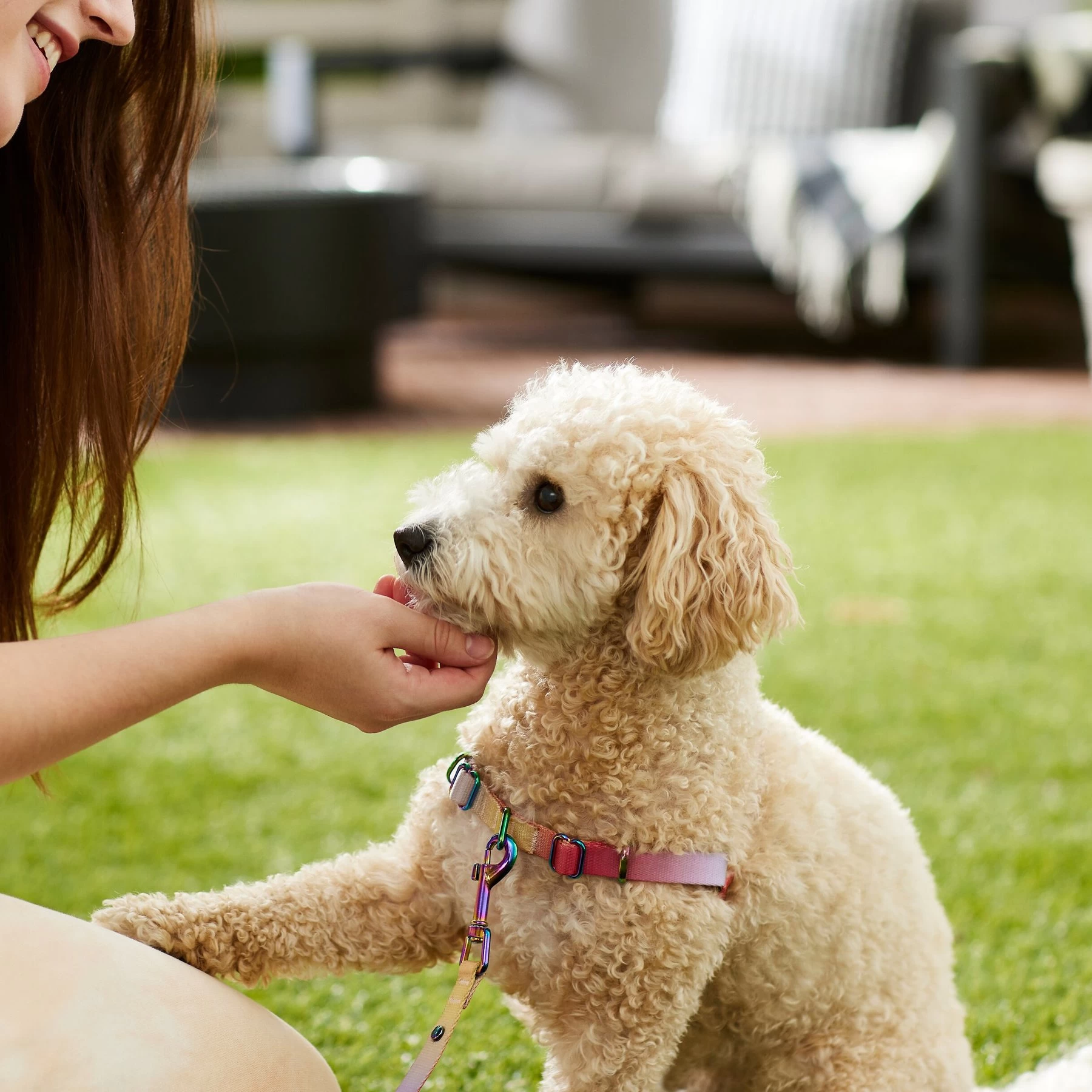 Frisco Pink Ombre Style Dog Harness 5 Frisco Pink Ombre Style Dog Harness - Image 5