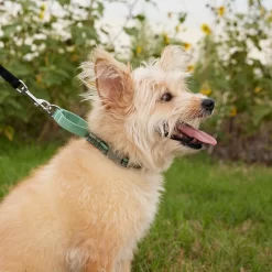 Frisco Outdoor Running Martingale Dog Collar -Frisco Shop 331413 PT3. AC SS1800 V1662644747