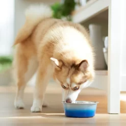 Frisco Ombre Design Stainless Steel Dog & Cat Bowl -Frisco Shop 331516 PT2. AC SS1800 V1657656874