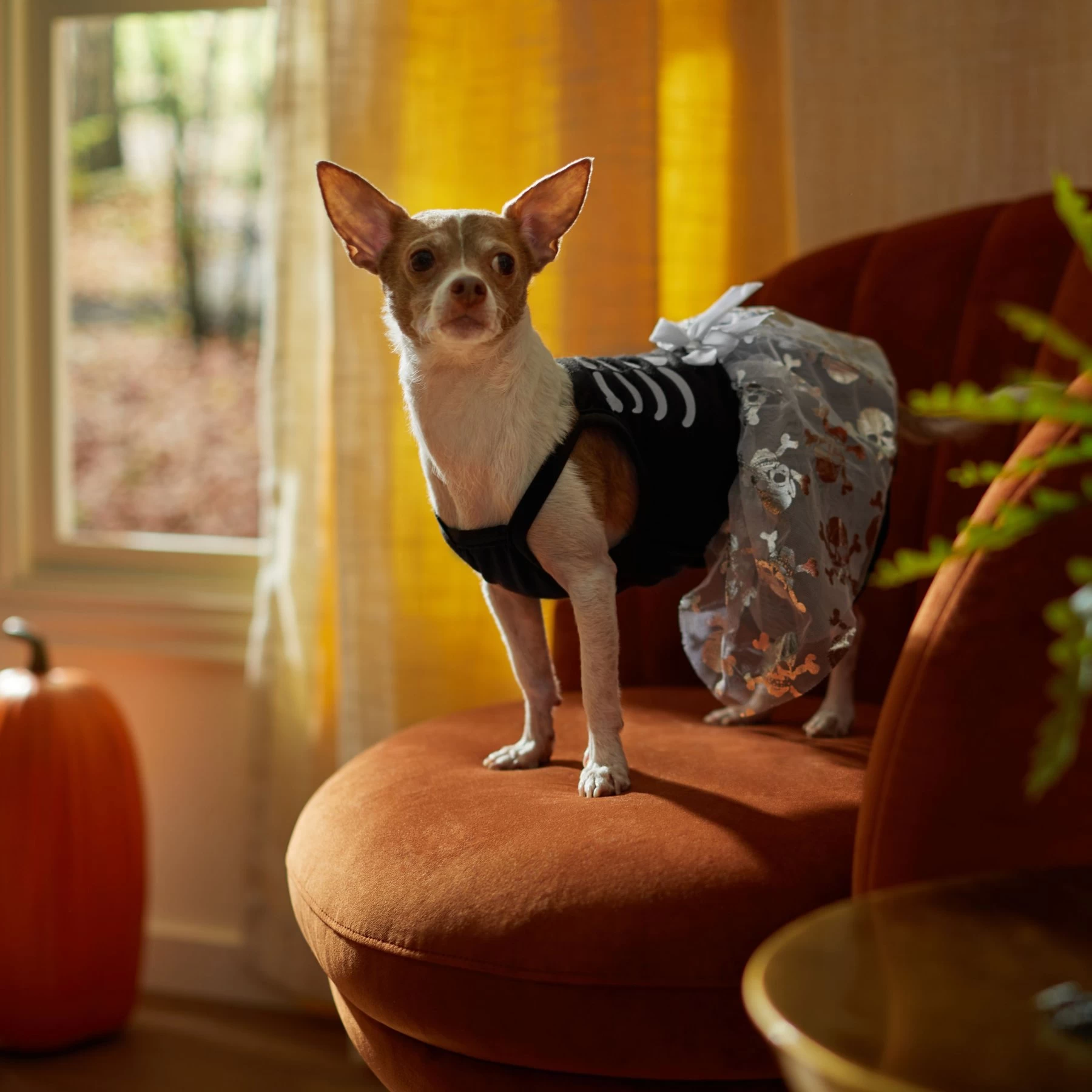 Frisco Silver Metallic Skull Dog & Cat Dress 5 Frisco Silver Metallic Skull Dog & Cat Dress - Image 5