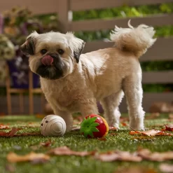 Frisco Halloween Chocolate Covered Strawberries Latex Squeaky Dog Toy 6 Frisco Halloween Chocolate Covered Strawberries Latex Squeaky Dog Toy -Frisco Shop 344043 PT3. AC SS1800 V1657657031