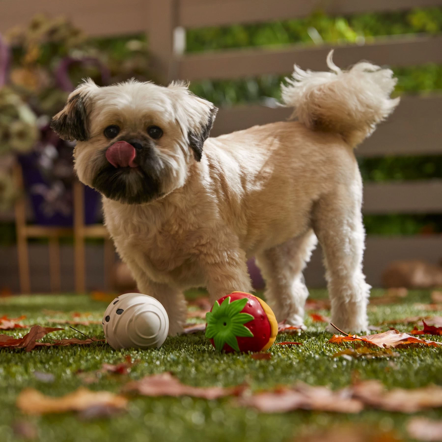 Frisco Halloween Chocolate Covered Strawberries Latex Squeaky Dog Toy 3 Frisco Halloween Chocolate Covered Strawberries Latex Squeaky Dog Toy - Image 3