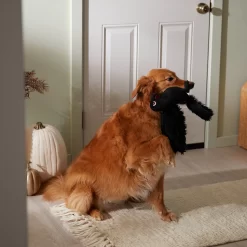 Frisco Halloween Crow Plush Squeaky Dog Toy -Frisco Shop 344156 PT3. AC SS1800 V1657657048