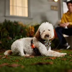 Frisco Halloween Over-The-Head Reflective Bat Wing Vest Harness -Frisco Shop 347515 PT7. AC SS1800 V1657657091