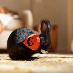 Frisco Jack O' Lantern Pumpkin Small Pet Bandana -Frisco Shop 364458 PT7. AC SS1800 V1657657340