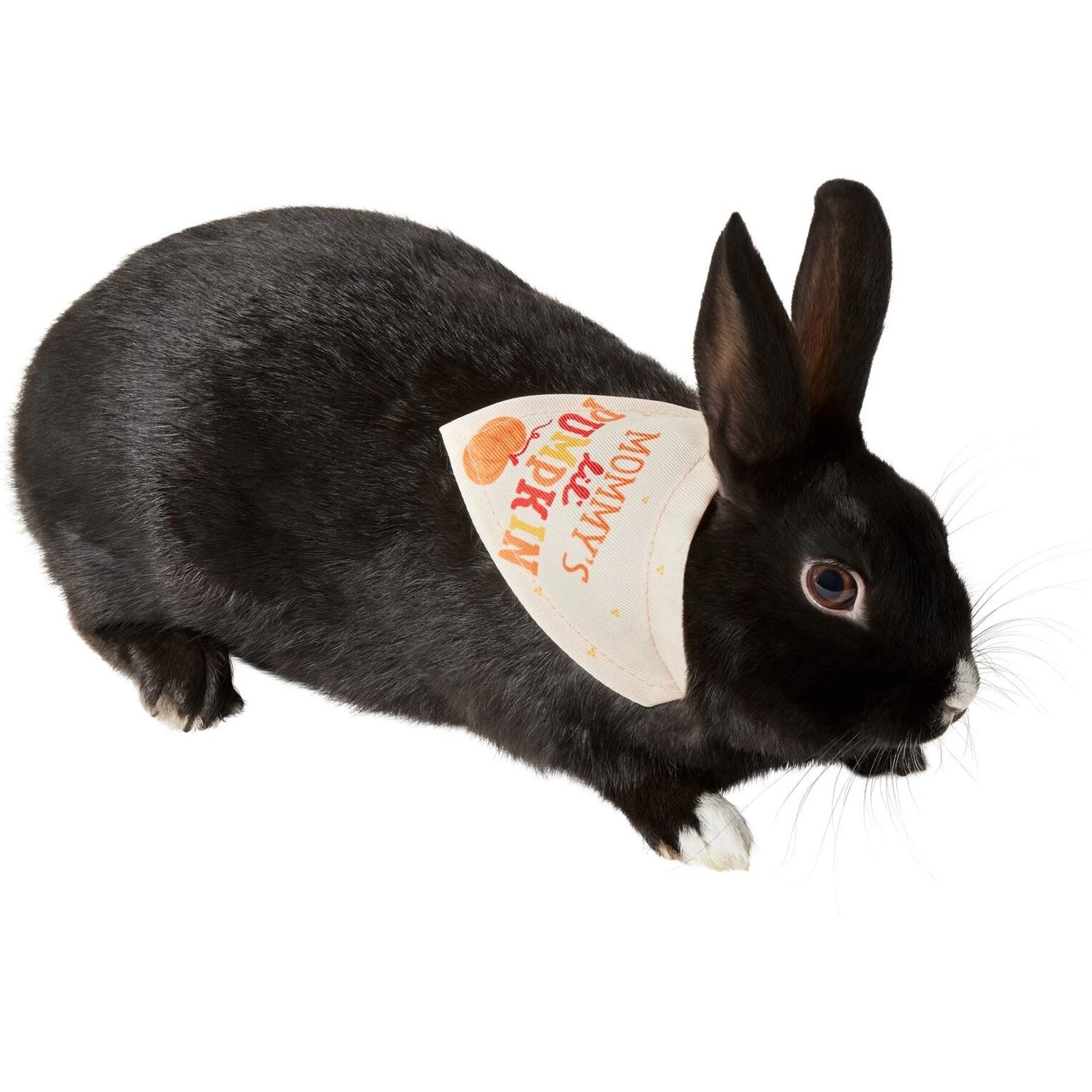 Frisco Mommy's Lil Pumpkin Small Pet Bandana 1 Frisco Mommy's Lil Pumpkin Small Pet Bandana