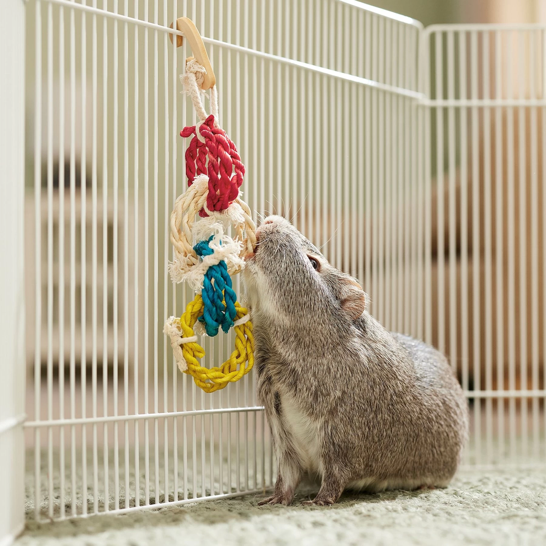 Frisco Spotted Cornleaf Twist Ring Small Pet Toy 3 Frisco Spotted Cornleaf Twist Ring Small Pet Toy - Image 3