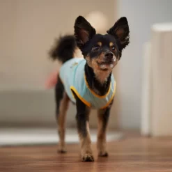 Frisco Just Another Day In Paradise Dog & Cat T-Shirt -Frisco Shop 556406 PT5. AC SS1800 V1675099506