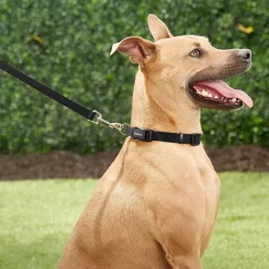 Frisco Solid Nylon Dog Leash + 4 Items 13 Frisco Solid Nylon Dog Leash + 4 Items -Frisco Shop 623766 PT4. AC SS1800 V1662743050