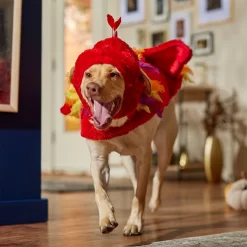 Frisco Flying Phoenix Dog & Cat Costume -Frisco Shop 708150 PT7. AC SS1800 V1689343869