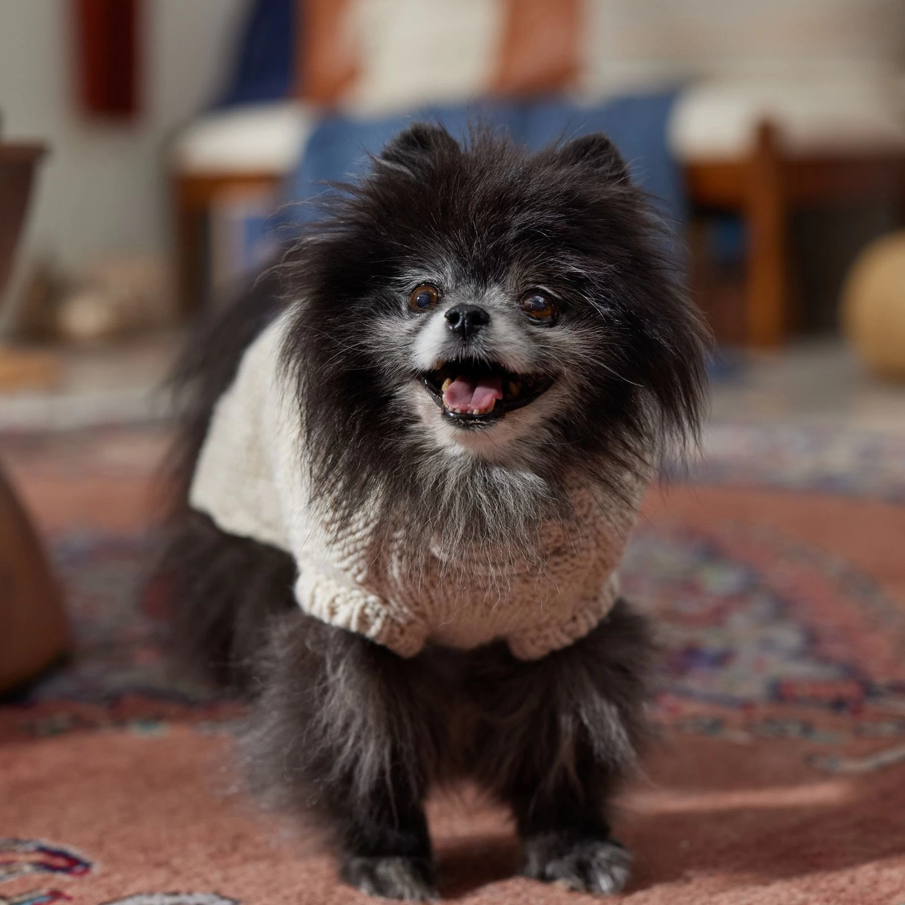 Frisco Sherpa Lined Chunky Cable Knit Dog & Cat Sweater 7 Frisco Sherpa Lined Chunky Cable Knit Dog & Cat Sweater - Image 7