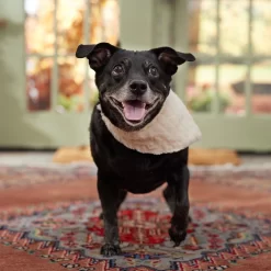 Frisco Solid Faux Fur Dog & Cat Bandana -Frisco Shop 733878 PT6. AC SS1800 V1692378974